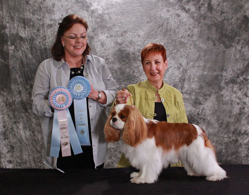Best Puppy In Sweepstakes, Cavaliers of the Midwest Show October 8, 2009